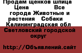 Продам щенков шпица › Цена ­ 25 000 - Все города Животные и растения » Собаки   . Калининградская обл.,Светловский городской округ 